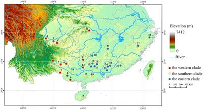 Morphological variation and its correlation with bioclimatic factors in Odorrana graminea sensu stricto